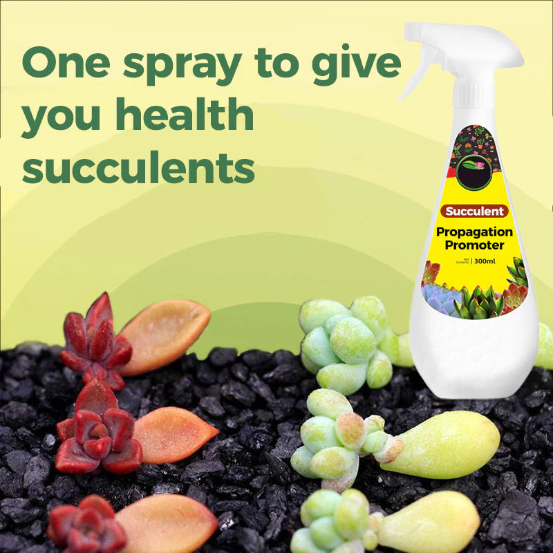 300ml Succulent Fertilizer Spray - Image 3