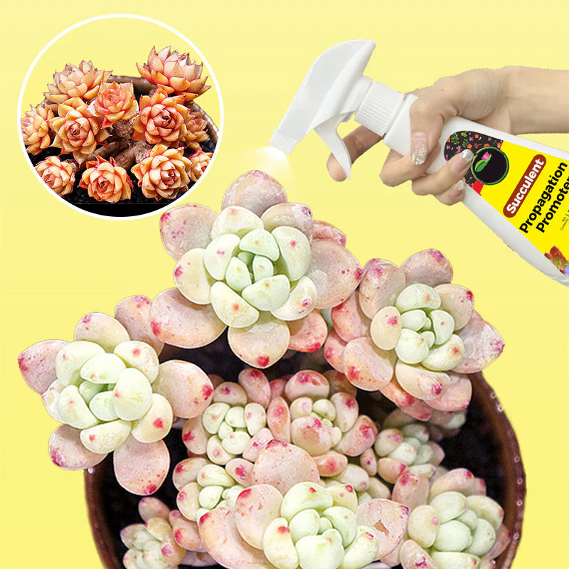 300ml Succulent Fertilizer Spray - Image 4