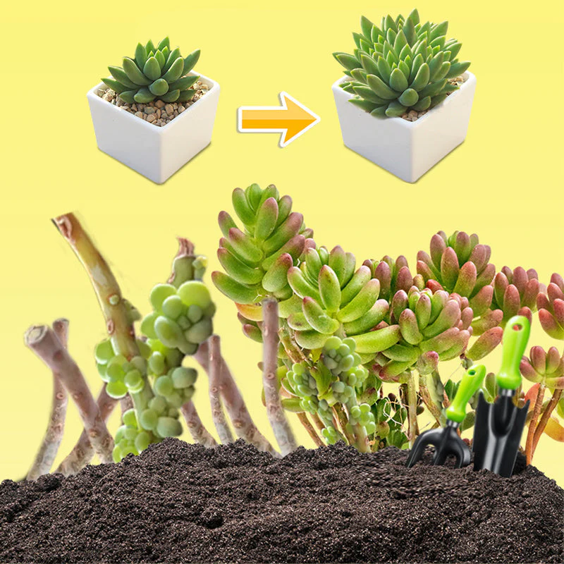 300ml Succulent Fertilizer Spray - Image 5