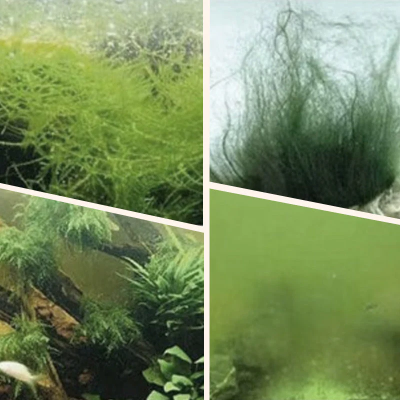 Algae & Moss Remover for Fish Tank - Safe Water Purification - Image 2