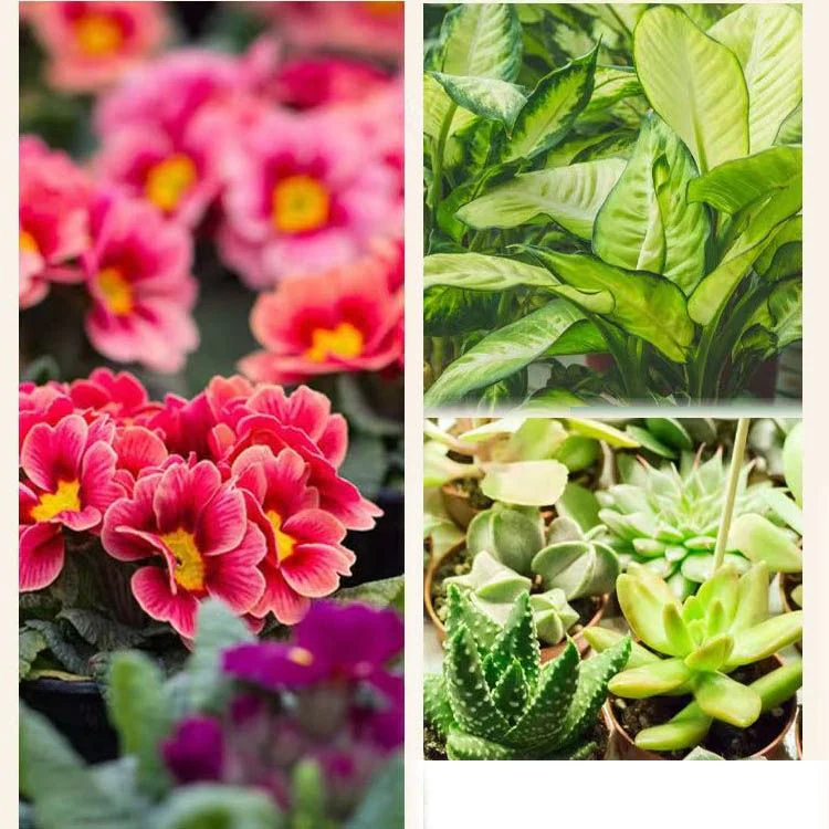 Concentrated Nutrient Solution for Flowers and Plants - Image 10