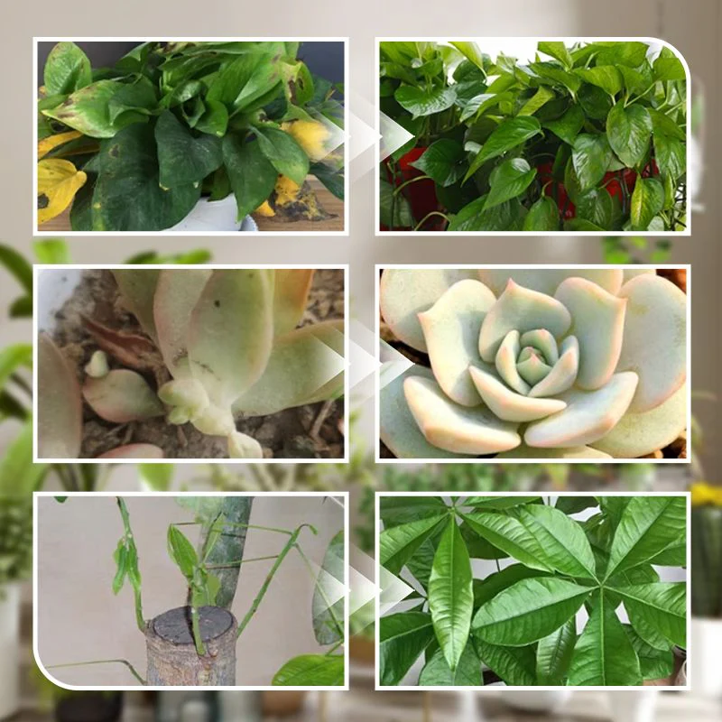Concentrated Nutrient Solution for Flowers and Plants - Image 7