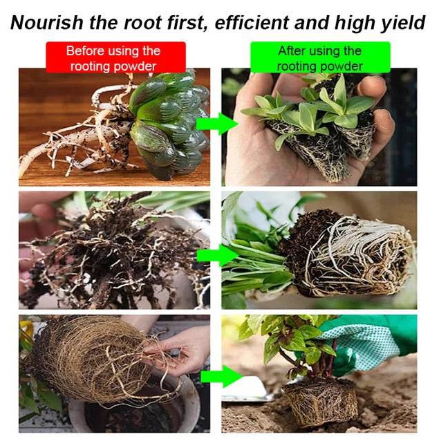 Strong Rooting Powder Microbial Fertilizer - Image 2