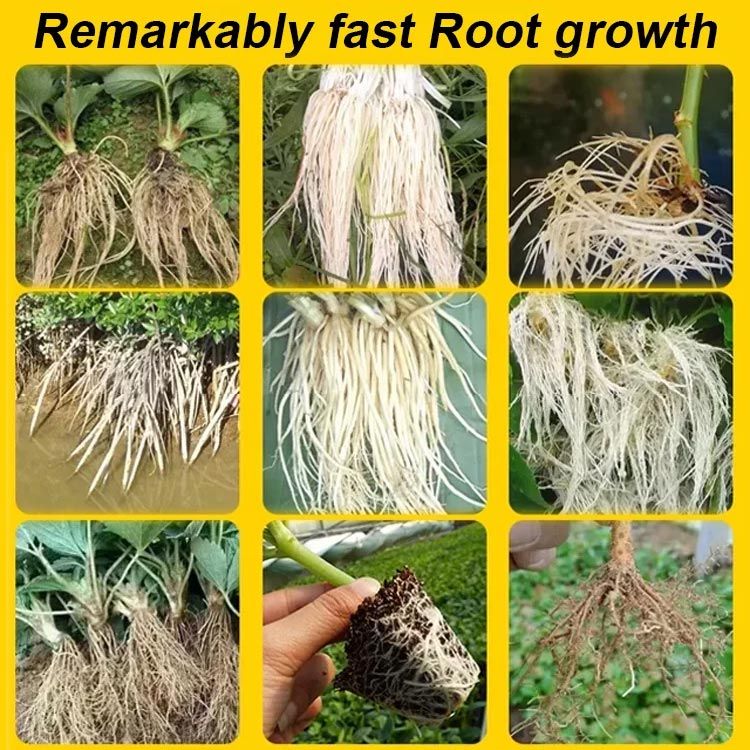 Strong Rooting Powder Microbial Fertilizer - Image 6