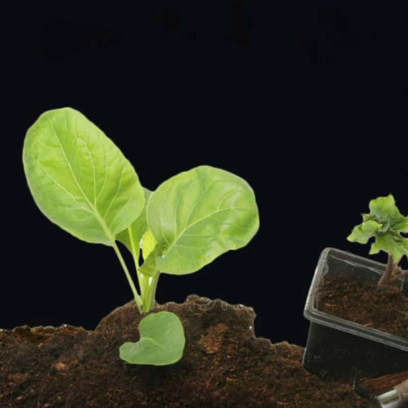 Strong Rooting Powder Microbial Fertilizer - Image 7